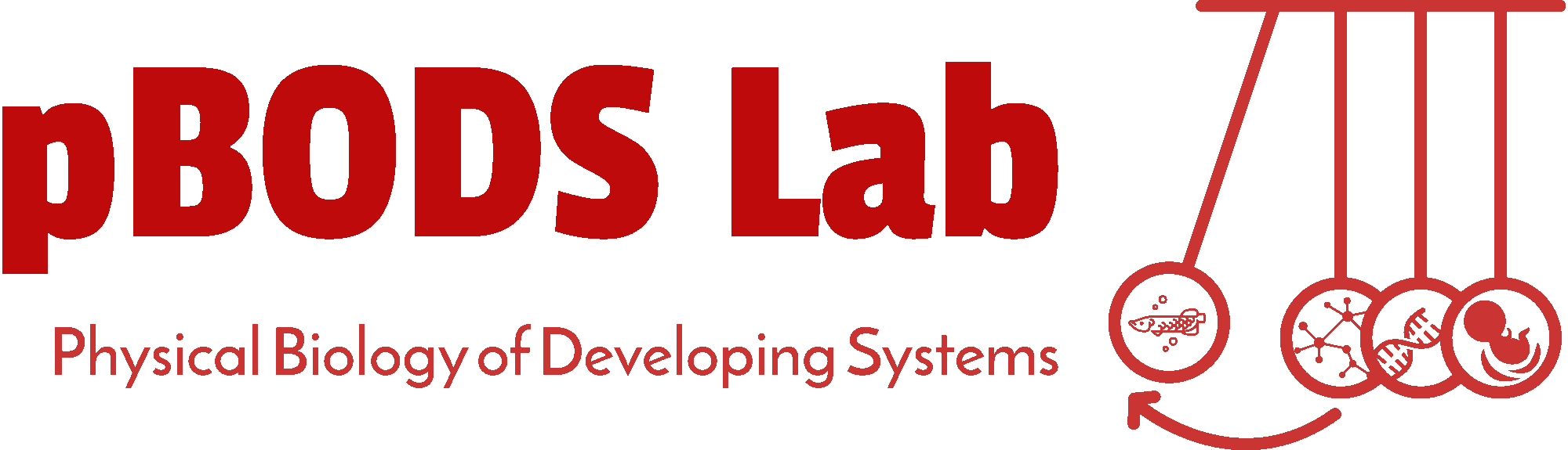Physical Biology of Developing Systems Lab